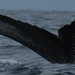 Fluke of CRC-22110