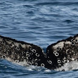 Fluke of HW-MN0523882
