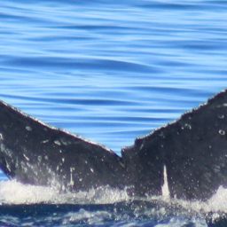Fluke of HW-MN0523883