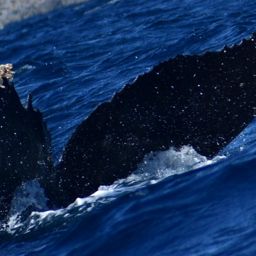 Fluke of HW-MN0523889
