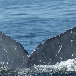Fluke of HW-MN0523890