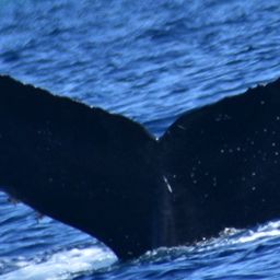 Fluke of HW-MN0523898