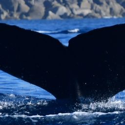 Fluke of HW-MN0523901