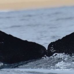 Fluke of CRC-22485