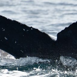 Fluke of CRC-22108
