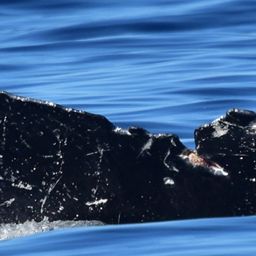 Fluke of HW-MN0523924