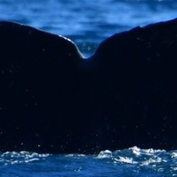 Fluke of HW-MN0523925