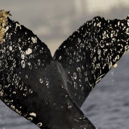 Fluke of CRC-22051