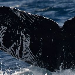 Fluke of HW-MN0523929