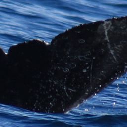 Fluke of CRC-22486