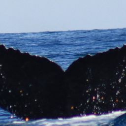 Fluke of HW-MN0523931