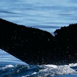 Fluke of HW-MN0523936