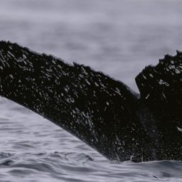 Fluke of HW-MN0523939