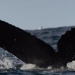 Fluke of HW-MN0523940