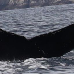 Fluke of HW-MN0523942