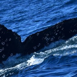 Fluke of HW-MN0523947