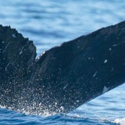 Fluke of HW-MN0523954
