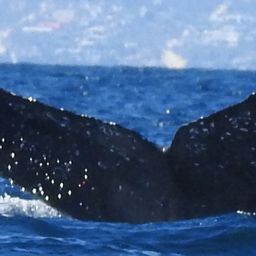 Fluke of HW-MN0523978