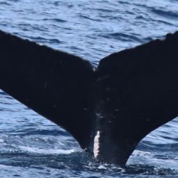 Fluke of HW-MN0444559