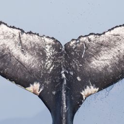 Fluke of CRC-23154