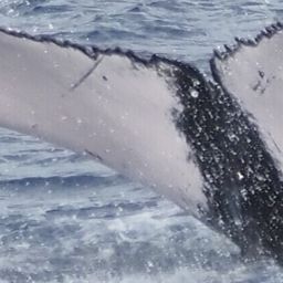Fluke of HW-MN0444587