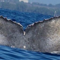 Fluke of HW-MN0444594