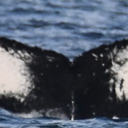 Fluke of HW-MN0444598
