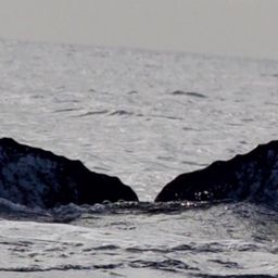 Fluke of HW-MN0444600