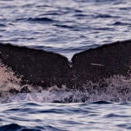 Fluke of HW-MN0444603