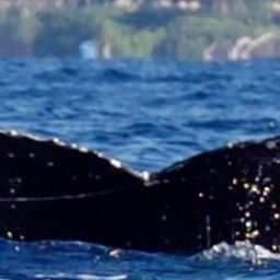 Fluke of HW-MN0444621