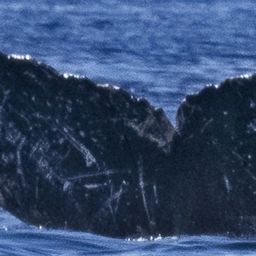Fluke of HW-MN0444622