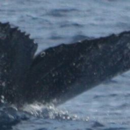 Fluke of HW-MN0444631