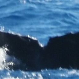 Fluke of HW-MN0444638
