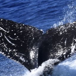 Fluke of HW-MN0444656