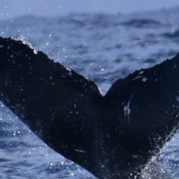 Fluke of HW-MN0444660