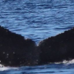 Fluke of HW-MN0444662