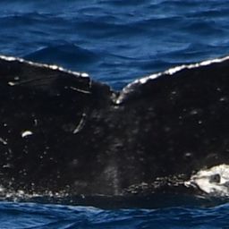 Fluke of HW-MN0444667