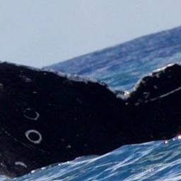 Fluke of HW-MN0444673