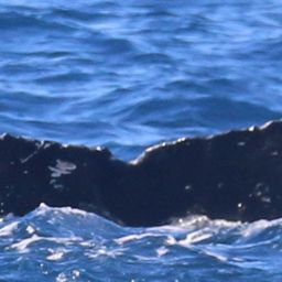 Fluke of HW-MN0444675