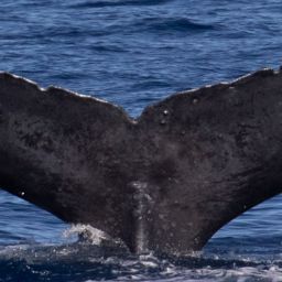 Fluke of HW-MN0444686