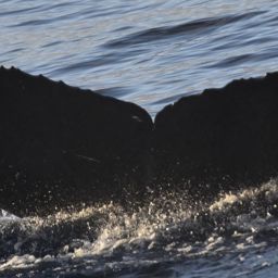 Fluke of HW-MN0444687