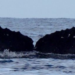 Fluke of HW-MN0444688
