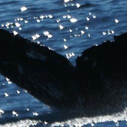 Fluke of HW-MN0444693