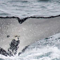 Fluke of HW-MN1305573