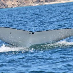 Fluke of HNC220