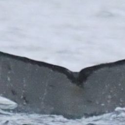 Fluke of HW-MN1305680