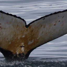 Fluke of HW-MN1305689