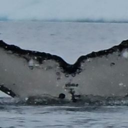 Fluke of HW-MN1305708