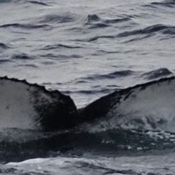Fluke of HW-MN1305723
