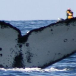Fluke of HW-MN1305745